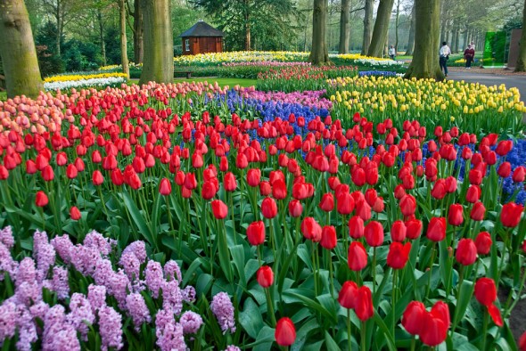 Keukenhof Gardens 2009 Photos Video | ACM Photography